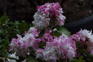 CHRYSANTHEMUM-24 (13)